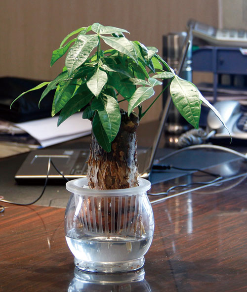 水培發(fā)財(cái)樹