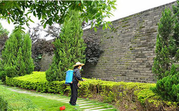 綠化養(yǎng)護(hù)中打藥殺蟲滅菌