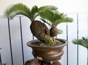 如何種出漂亮柚子盆栽，需多久可以發(fā)芽？