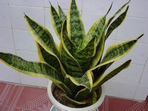 新裝修的辦公室與住宅擺放虎皮蘭吸味道要注意那些？