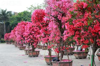 自己養(yǎng)的三角梅為什么不開花？
