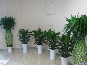 辦公室新裝修擺放什么植物比較好？