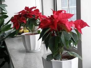 重慶植物出租-哪些植物有毒？