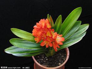 哪些花卉不適合在葉面進行噴水？