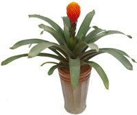 怎樣解決綠植花卉整體“蔫'的'問(wèn)題呢