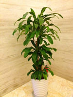 植物租賃巴西木的養(yǎng)護(hù)知識(shí)？