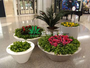 植物花卉租擺過(guò)程中品種應(yīng)選對(duì)的不選貴的