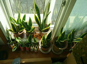 植物租賃虎皮蘭的養(yǎng)護(hù)常識(shí)