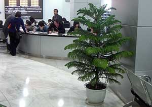 重慶某稅務(wù)局室內(nèi)公共區(qū)域綠化案列