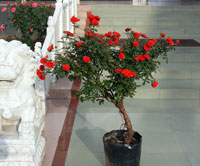 哪些花卉不適宜居室擺放？