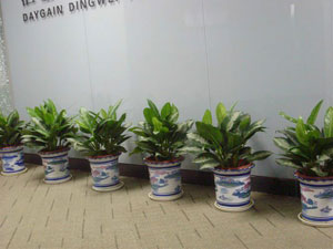 去除花盆周圍的螞蟻有哪些好的方法？