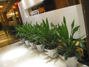 健康提示： 用植物除甲醛有哪些禁忌？