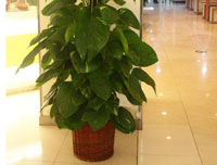 綠蘿的習性和栽培方法