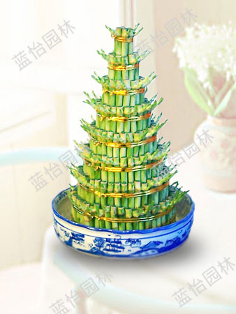 開(kāi)運(yùn)竹