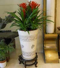 如何根據(jù)房間的性質擺放觀葉植物？