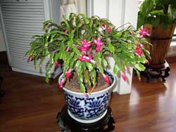 多種植物花卉習性簡介及養(yǎng)護須知