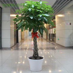 辦公室的植物你懂怎樣選擇合適的擺放嗎？