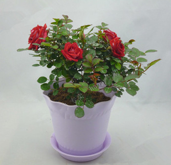 室內(nèi)忌養(yǎng)的花卉有哪些？你懂嗎？