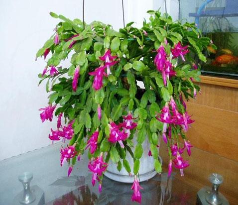 不同室內(nèi)環(huán)境中盆花裝飾的應(yīng)用