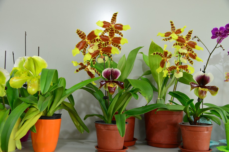 花卉植物冬季養(yǎng)護經(jīng)驗，老司機開車了