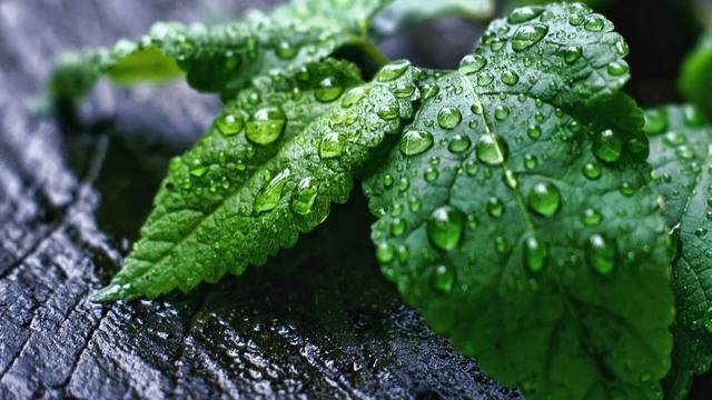 四個要點教你學會葉面施肥