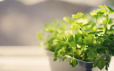 為什么別人養(yǎng)的植物那么綠？