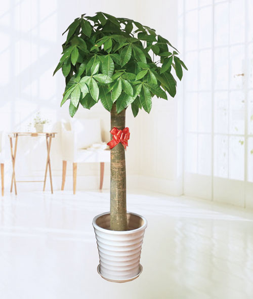 學(xué)了這些，發(fā)財樹就不怕爛根了