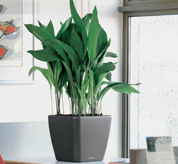 您要了解的植物租賃擺放常識(shí)