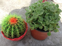 孕婦適合養(yǎng)什么植物？