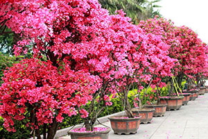 如何讓三角梅延長(zhǎng)開花期的措施