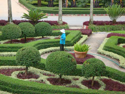盆栽植物長蟲怎么辦