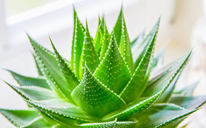 常見植物生長(zhǎng)喜好以及功效