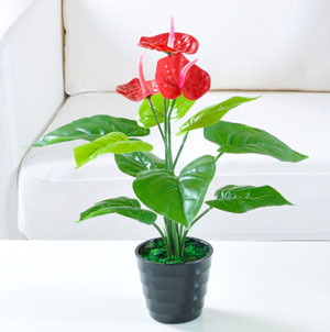 重慶市綠植租擺之會議場所