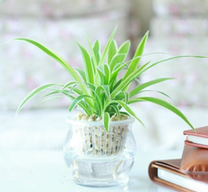 吊蘭-最適合上班族眼部疲勞恢復劑