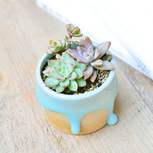 你知道嗎??家里擺這些植物，讓全家更長壽！