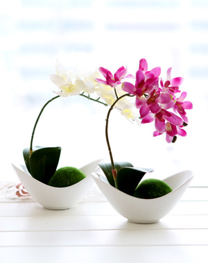 蝴蝶蘭的養(yǎng)護(hù)