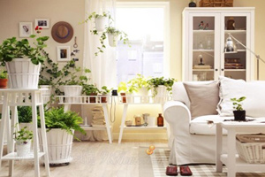 常見園林花木家庭養(yǎng)護(hù)擺放