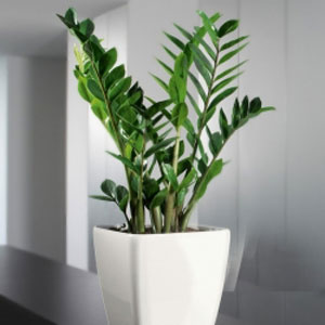 金錢樹的葉片發(fā)黃怎么辦？