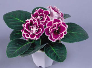 大巖桐栽培要點是什么？