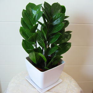 金錢樹的三大風水作用