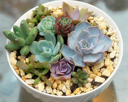 怎么防止多肉徒長(zhǎng)？