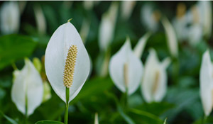 你不得不知的家居植物風水