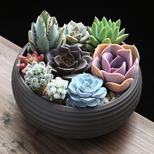 不想再做多肉殺手的朋友趕緊來學學