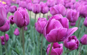 花兒生病了怎么辦？--2