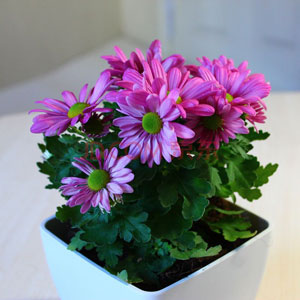 如何讓花卉按自己的意愿如期開放？