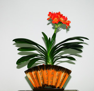 夏天君子蘭的護(hù)理