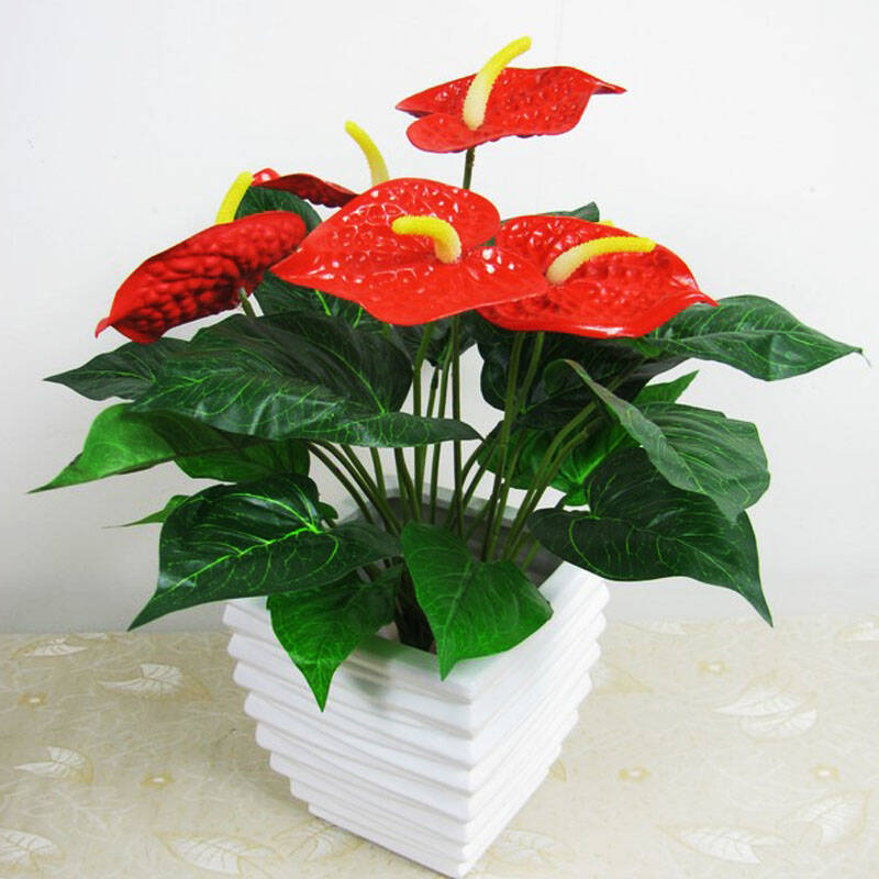 室內(nèi)植物養(yǎng)護(hù)常見的幾個誤區(qū)