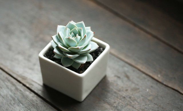 多肉植物什么時候澆水，該澆多少，看完就知道了