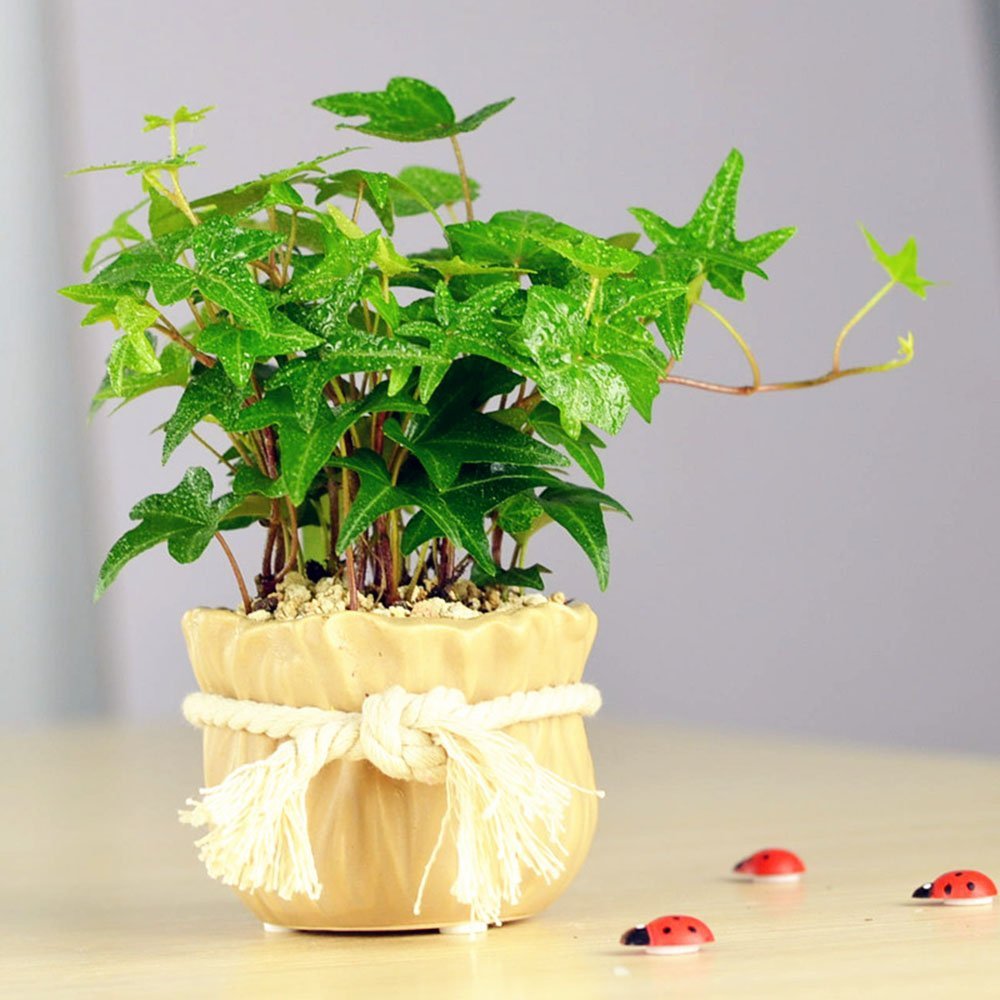 冬季，室內(nèi)綠植如何培養(yǎng)？