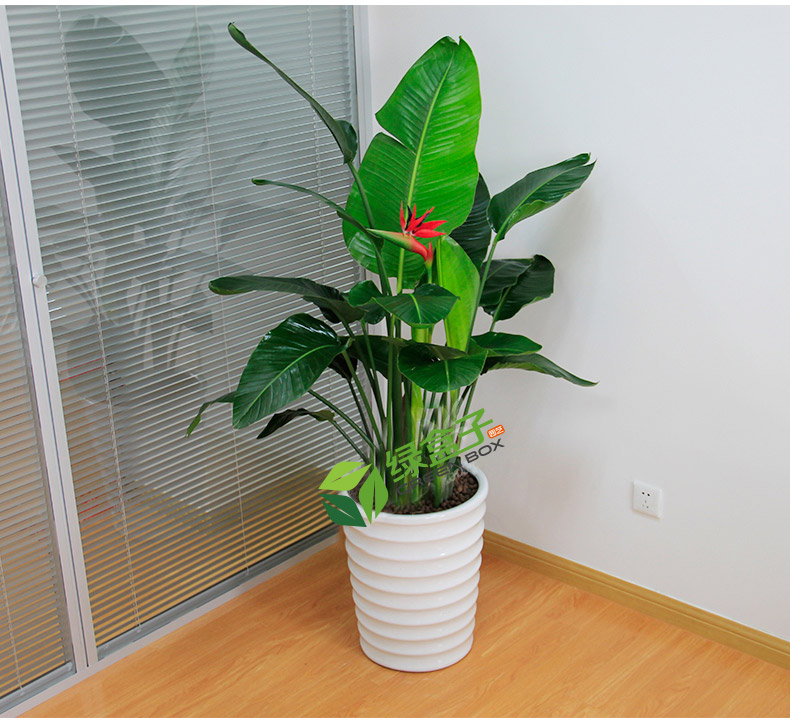 辦公室植物擺設(shè)注意事項